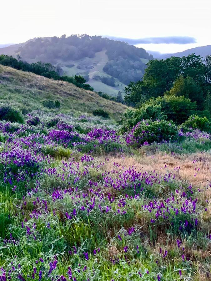 Luxury Suite With Views - San Rafael, Gateway To Sf & Wine Country Kültér fotó